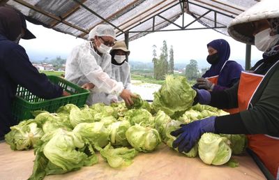 Wajah Semringah Petani Sayur Lokal Dapat Jaminan BPJS Ketenagakerjaan