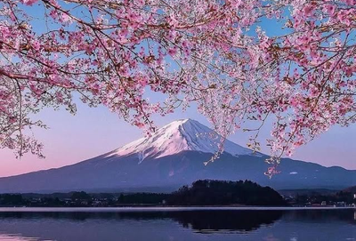 Sakura dan Lebaran: Momen Langka Idul Fitri 2025 yang Bikin Hati Adem di Jepang!