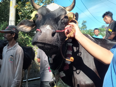 Berkalung Ketupat, Ratusan Sapi di Sruni Boyolali Ikuti Bakdan Sapi