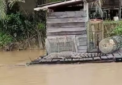 Warga Kotim Heboh dengan Penampakan Buaya Besar yang Lagi 'Nyantai' di Lanting Warga