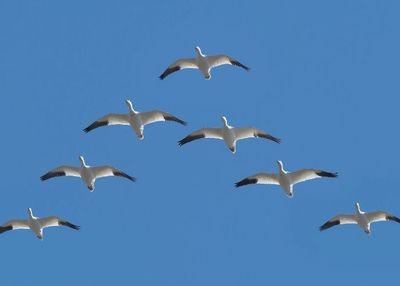 Mengapa Burung Terbang dalam Formasi Huruf V? Ternyata Ini Alasannya