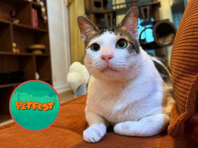 Bobby Kertanegara Hadir Pertama Kalinya di PetFest 2025