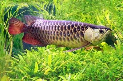 10 Jenis Ikan Pembawa Hoki untuk Dipelihara di Rumah, Wajib Punya!