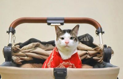 Asal Usul Bobby Kertanegara, Kucing Lucu Presiden Prabowo Subianto