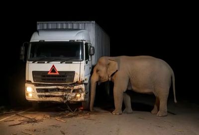 Kisah Pilu Anak Gajah Tewas Tertabrak Truk di Jalan Raya Malaysia, Induknya Setia Menanti