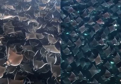 Migrasi Pari Mobula jadi Atraksi Alam yang Bikin Laut Meksiko Hidup
