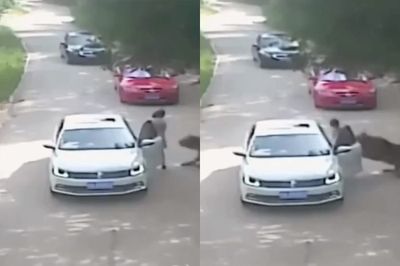 Bikin Merinding, Pengunjung di China Tewas Diterkam Harimau setelah Nekat Keluar dari Mobilnya