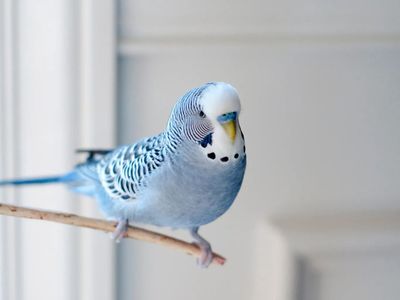 10 Burung yang Bisa Menirukan Suara Manusia, Apa Saja?