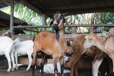 Berapa Umur Ideal Kambing untuk Disembelih Saat Kurban? Ini Penjelasannya