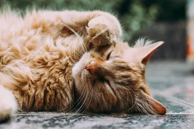 111 Caption Bahasa Inggris tentang Kucing, Lucu Aesthetic!