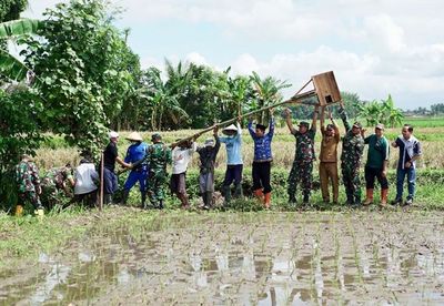 Burung Hantu Jadi Senjata Baru Banyuwangi Hadapi Hama Tikus Sawah