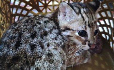 Kucing Kuwuk Kembali Menyatu dengan Hutan Gunung Raung: Simbol Nyata Gerakan Konservasi Satwa