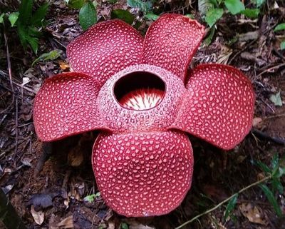 Alasan Mengapa Bunga Rafflesia Arnoldii Berbau Busuk Berdasarkan Fakta Ilmiah