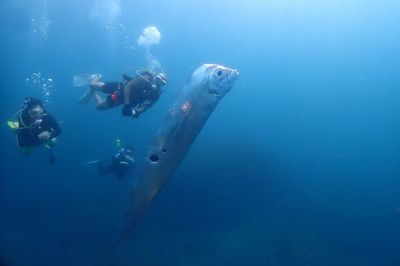 Penyelam Temukan Oarfish atau Ikan Kiamat Raksasa di Laut Taiwan, Pertanda Bencana Besar Akan Datang?