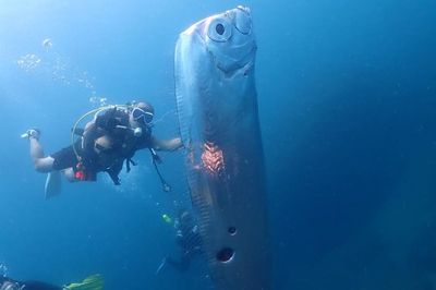 5 Monster Laut Terbesar di Dunia yang Masih Hidup