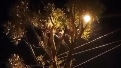 Heboh Tanaman Tabebuya Menangis di Depan Rumah Warga Malang, Bikin Gak Bisa Tidur