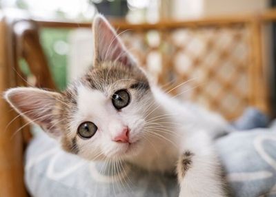 7 Alasan Kucing Sering Berguling-guling di Dekat Kita: Lagi Caper hingga Hilangkan Stres