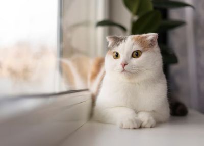 Bikin Penasaran! Ternyata Ini Faktor yang Bikin Warna Kucing Berbeda-beda