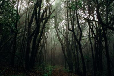 5 Hutan Paling Angker di Jawa Timur, Mitosnya Bahkan Terdapat Pasar hingga Kerajaan Setan