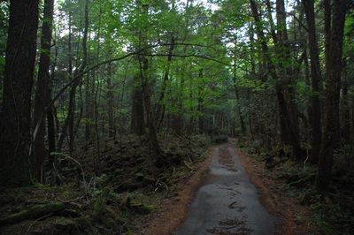 Kisah Horor di Balik Hutan Aokigahara di Jepang: Tempat Terkenal untuk Bunuh Diri