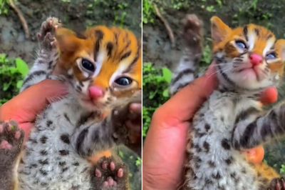 Viral Macan Akar yang Menggemaskan, Berikut Penjelasan Asal Usulnya