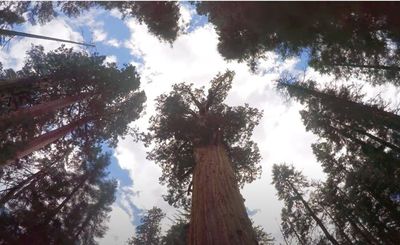 Giant Sequoia, Pohon Raksasa yang Bisa Hidup 3000 Tahun dan Setinggi Gedung 26 Lantai!