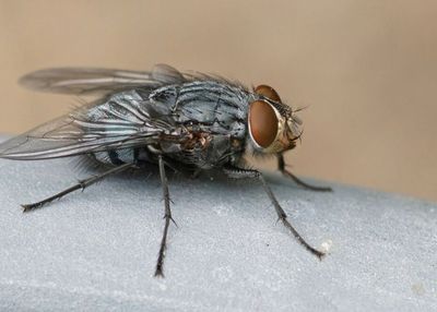 Mengulik Cara Unik Lalat Musca Domestica Mengonsumsi Makanan, Ternyata Pakai Air Liur