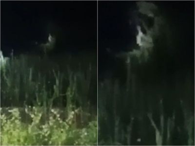 Serem! Fenomena Musim Kuntilanak di Lampung Hebohkan Warga