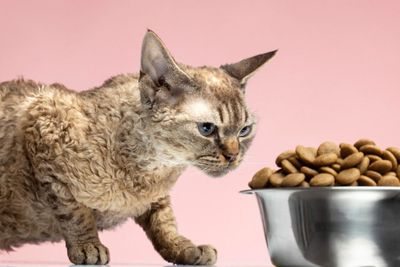 Misteri 3 Perilaku Kucing sebagai Pertanda Keberuntungan Pemiliknya, Salah Satunya Saat Mendekati Makanan Pemiliknya