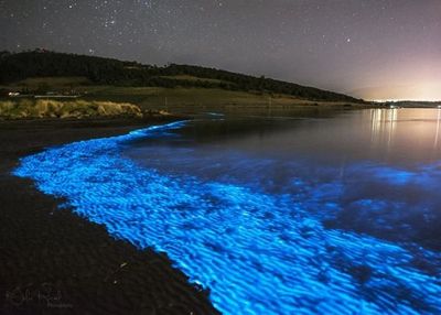 Mengenal Noctiluca Scintillans, Penghuni Laut yang Pancarkan Cahaya Memukau di Malam Hari