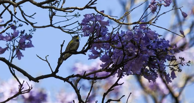 Bunga Jacaranda Mekar Lebih Awal Memicu Perdebatan Tentang Perubahan Iklim di Meksiko