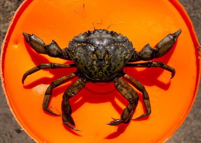 Kepiting Hijau, Pemangsa Agresif Berbagai Jenis Hewan hingga Bisa Ancam Ekosistem