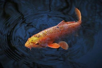 5 Hewan yang Memiliki Ingatan Terpendek: dari Ikan Mas hingga Capung