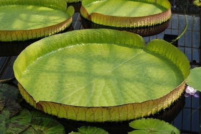 Mengungkap Keajaiban Teratai Victoria Amazonica yang Mampu Menahan Beban Berat