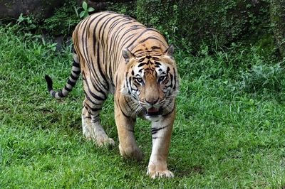 Menyingkap Jejak Keberadaan Harimau Jawa yang Sudah Dinyatakan Punah!