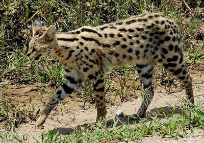 Serval Cat, Kucing Imut yang Memiliki Totol seperti Macan