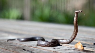 5 Arti Mimpi Ular Kecil Menurut Primbon Jawa, Pertanda Baik atau Buruk?
