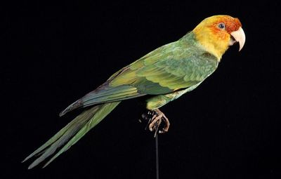 Kisah Incas, Sang Burung Parkit Carolina Terakhir di Muka Bumi