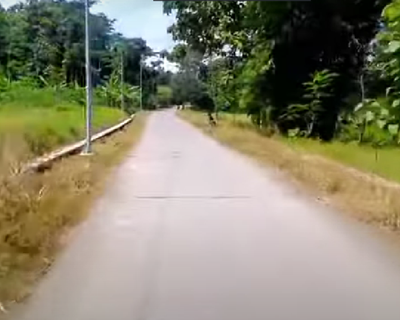 Kisah Mistis Hutan Kesesi Pekalongan: Ada Portal Gaib Kerajaan Jin dan Legenda Nenek Asmara