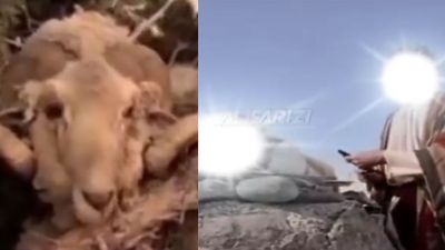Kisah Awal Mula Tradisi Berkurban di Idul Adha, Begini Cerita Lengkapnya!