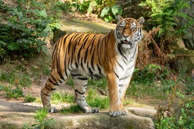 5 Arti Mimpi Dikejar Macan Menurut Primbon Jawa, Ada Musuh di Belakang Kamu?