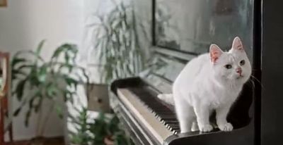 Pelihara Kucing Putih Bikin Hidup Sejahtera dan Penuh Keberuntungan, Benarkah?