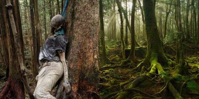 Kisah Horor di Balik Hutan Aokigahara di Jepang: Tempat Terkenal untuk Bunuh Diri