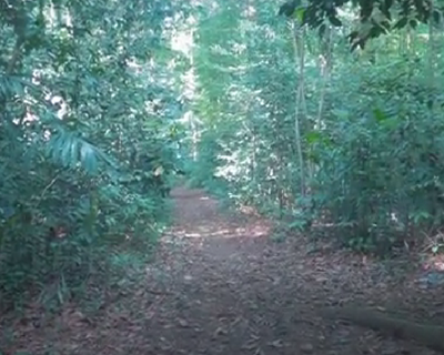3 Kengerian Hutan Cifor di Bogor: Pernah Jadi Tempat Pembantaian Massal hinggMitos Kerajaan Gaib