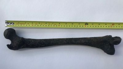 Pendayung Temukan Tulang Manusia Berusia 5000 Tahun di Sungai Thames London,Lebih Tua dari Stonehenge dan Mesir Kuno