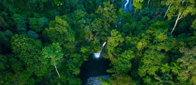 5 Hutan Tertua di Dunia yang Masih Lestari, Ada di Indonesia Juga