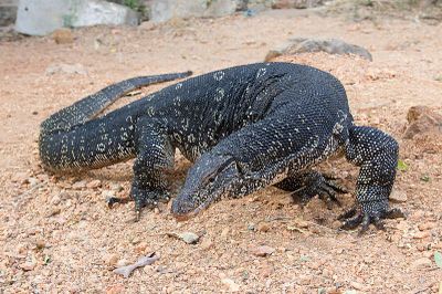 Bukan Hanya Wanita, India Juga Pernah Dihebohkan dengan Kasus Rudapaksa Terhadap Biawak Oleh 4 Pria