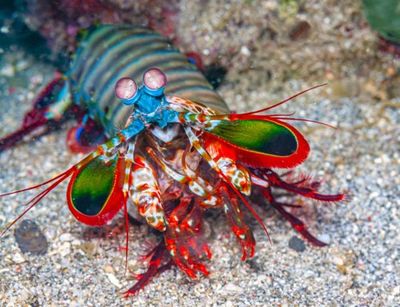 Viral! Wanita Digigit Udang Mantis, Inilah Fakta Menarik tentang Hewan Predator Laut Ini