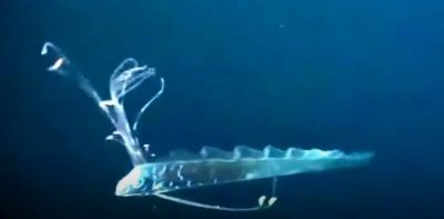 Muncul Setelah 100 Tahun, Benarkah Kemunculan Ikan Oarfish Pertanda akan Terjadi Gempa Bumi?
