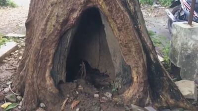 Cerita Pohon Ajaib di Museum Keraton Sumenep, Konon Diyakini Mempermudah Keturunan Hanya dengan Menyentuh